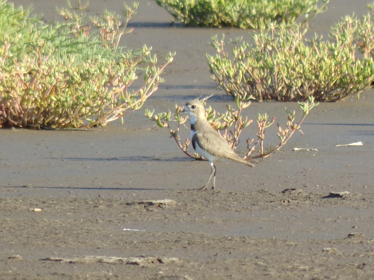 Two-banded Plover - ML644518460