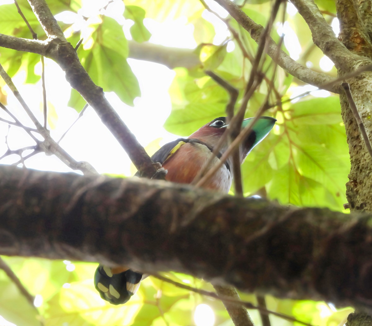 solstripebrednebb - ML644518468