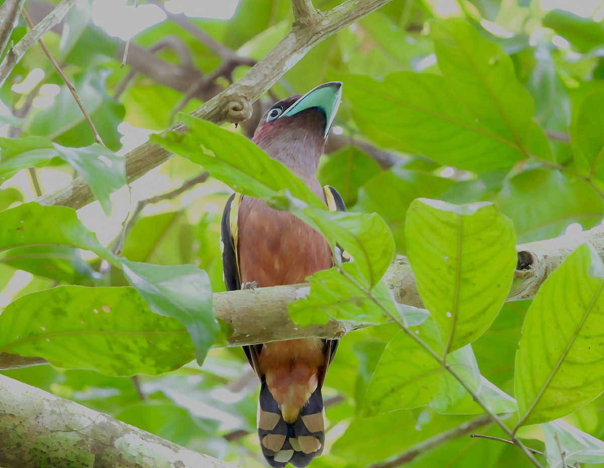 solstripebrednebb - ML644518470