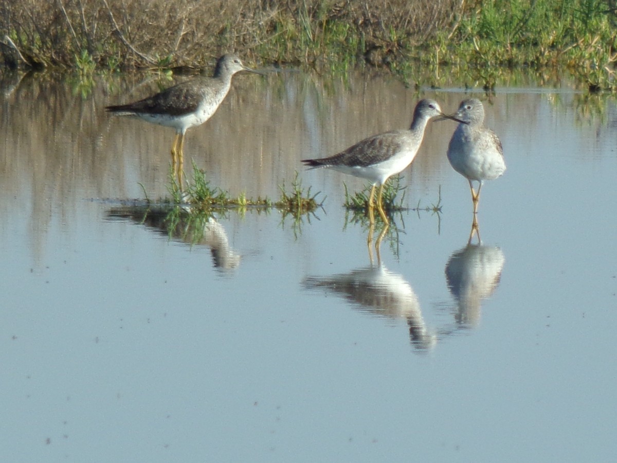 Totano zampegialle minore - ML644518472