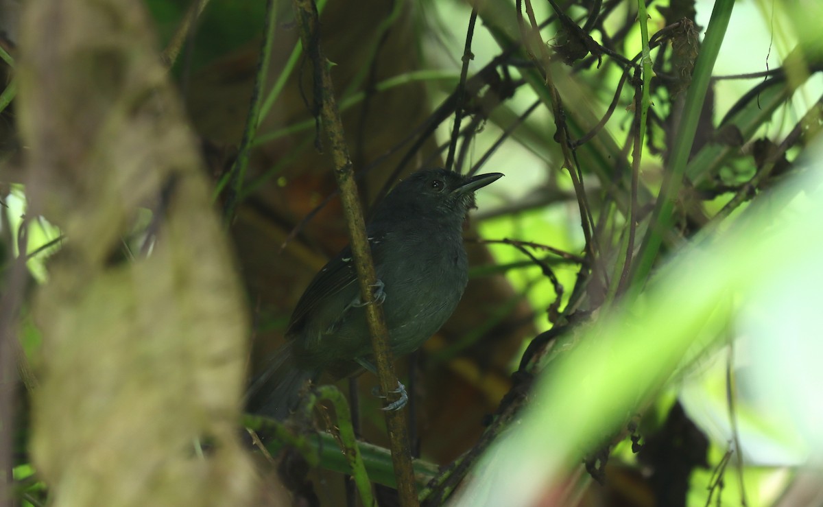 Hormiguero Tirano - ML644518473