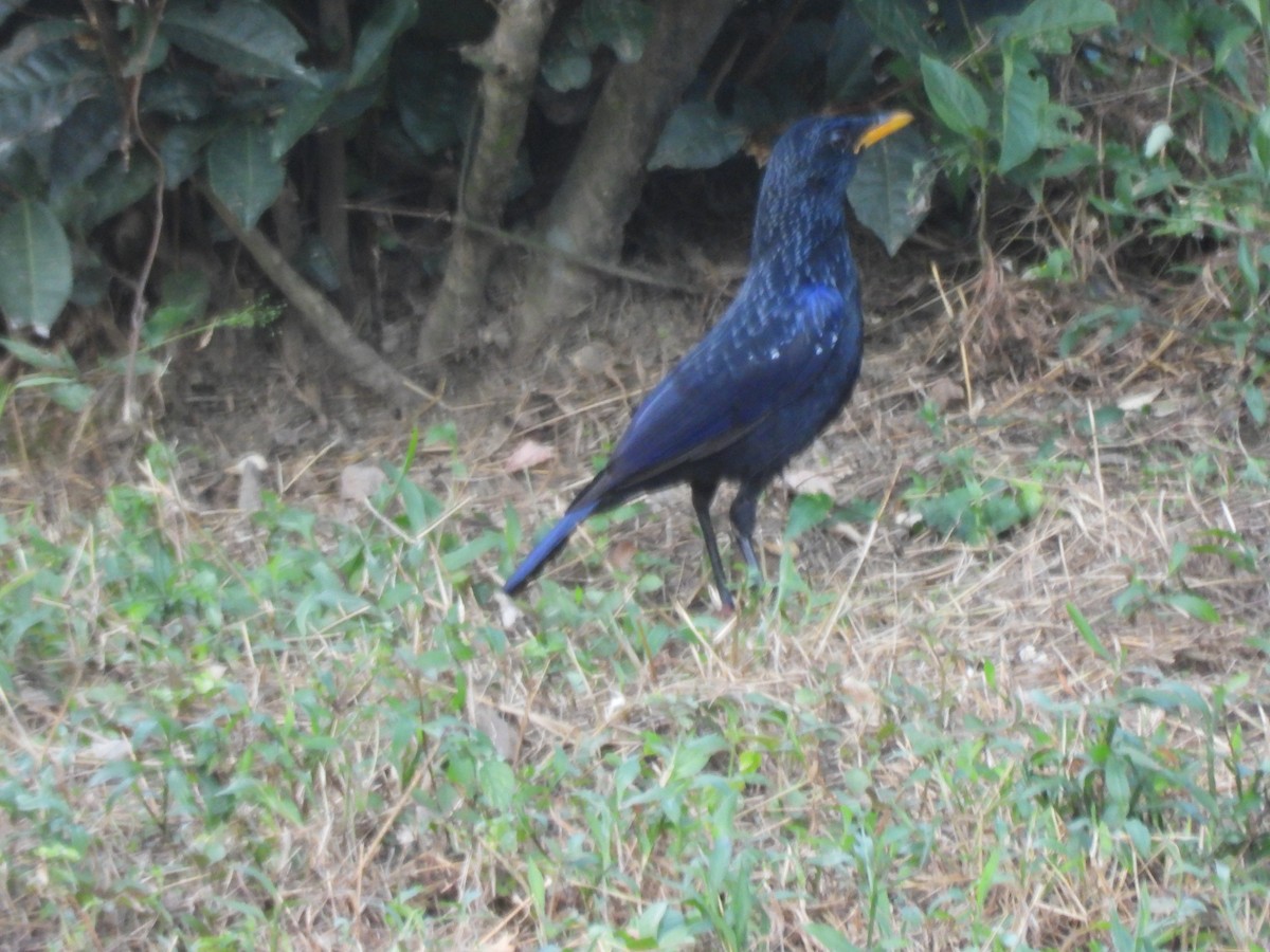 modravec siný - ML644518476