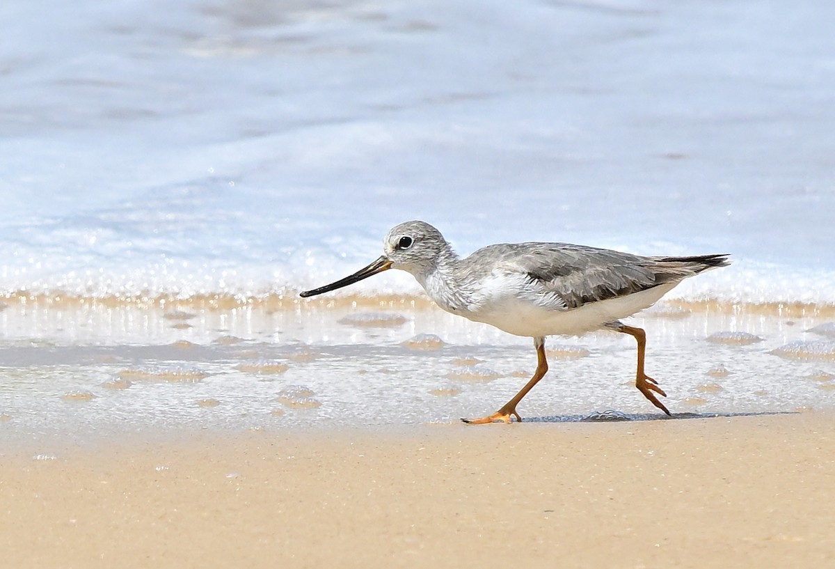 Terek Sandpiper - ML644518478