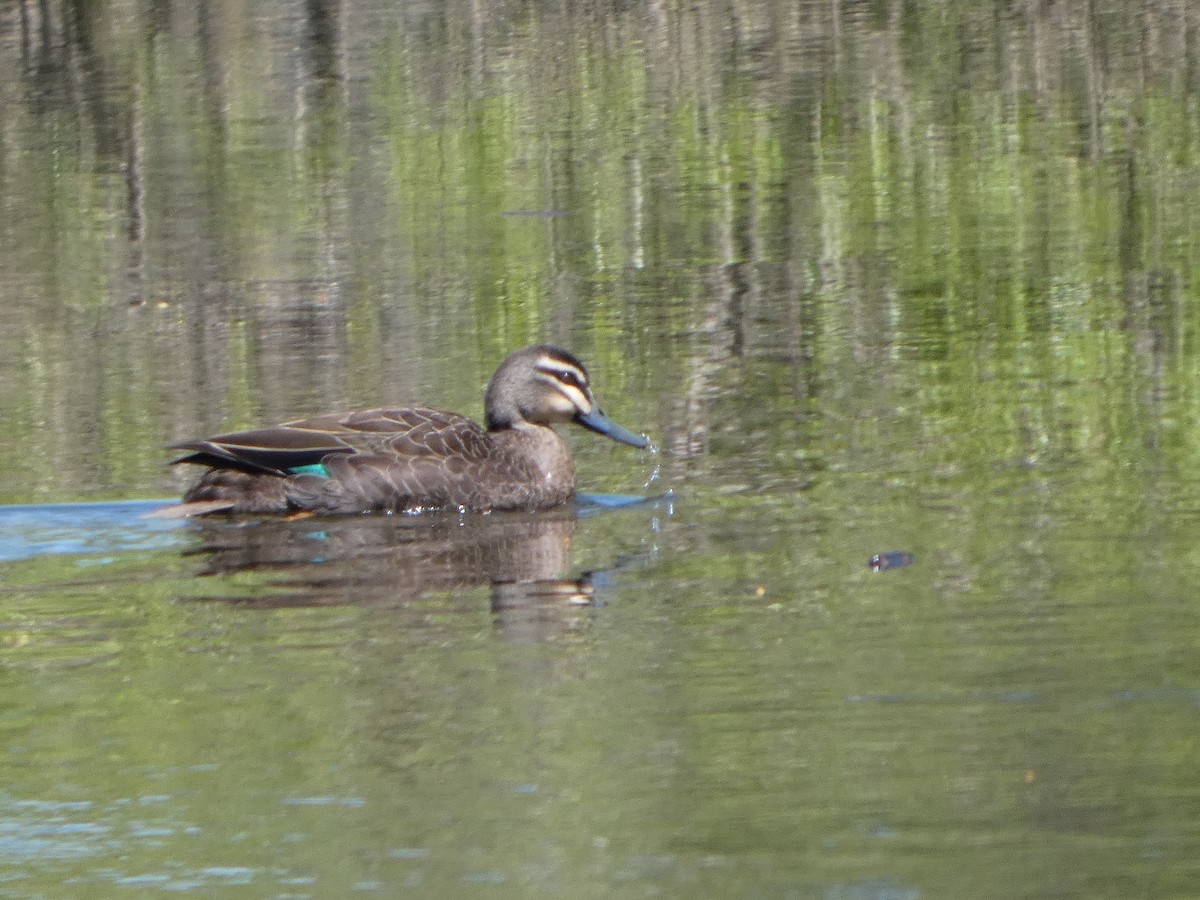 マミジロカルガモ - ML644518480