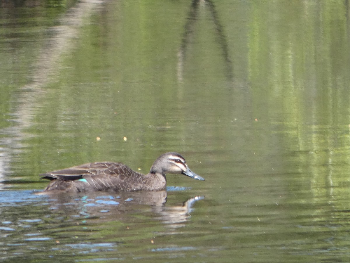 マミジロカルガモ - ML644518481