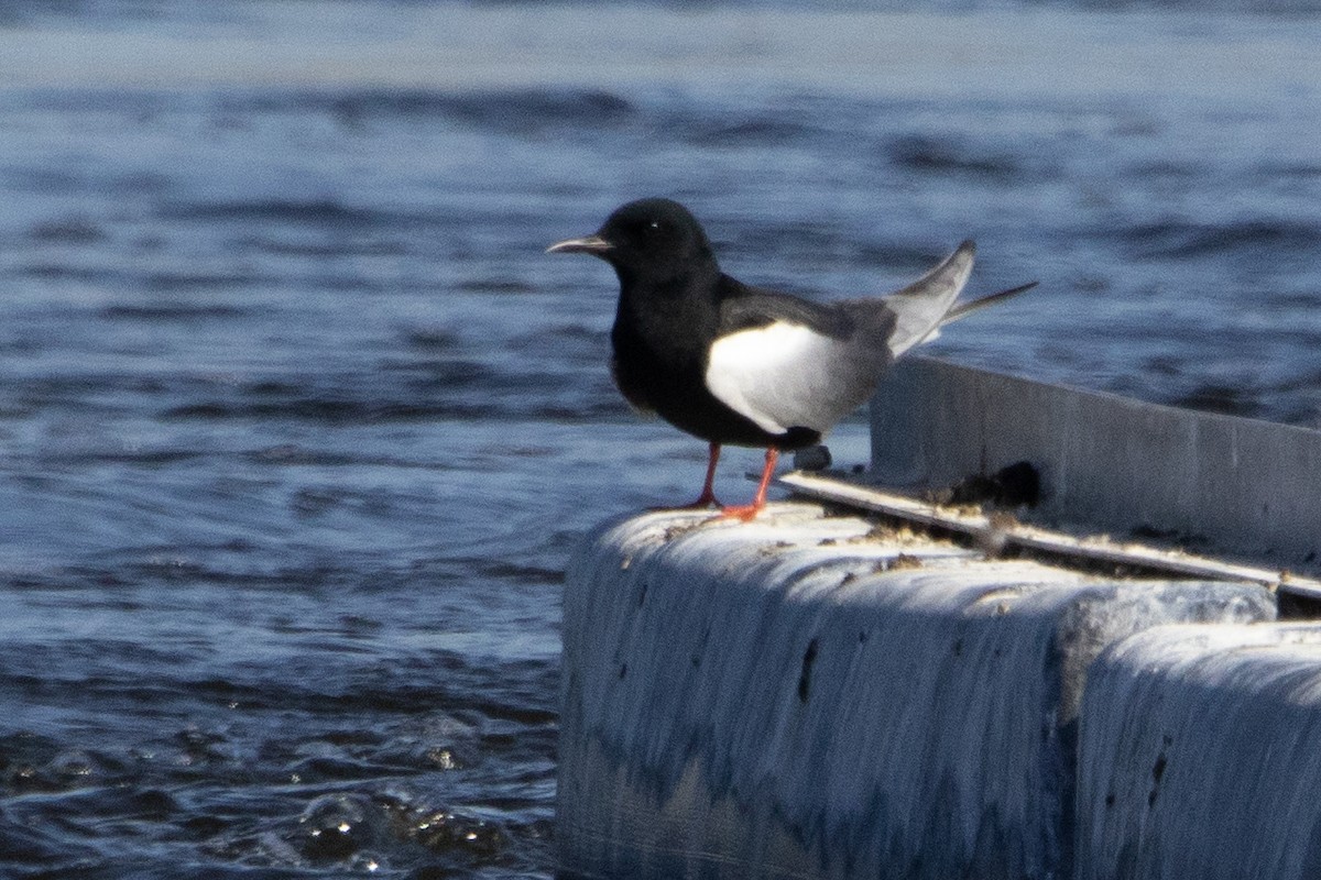 Fumarel Aliblanco - ML644518484