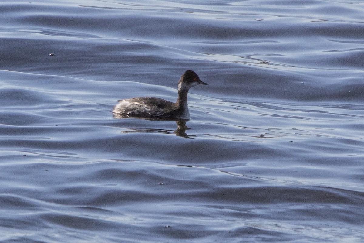 Eared Grebe - ML644518485