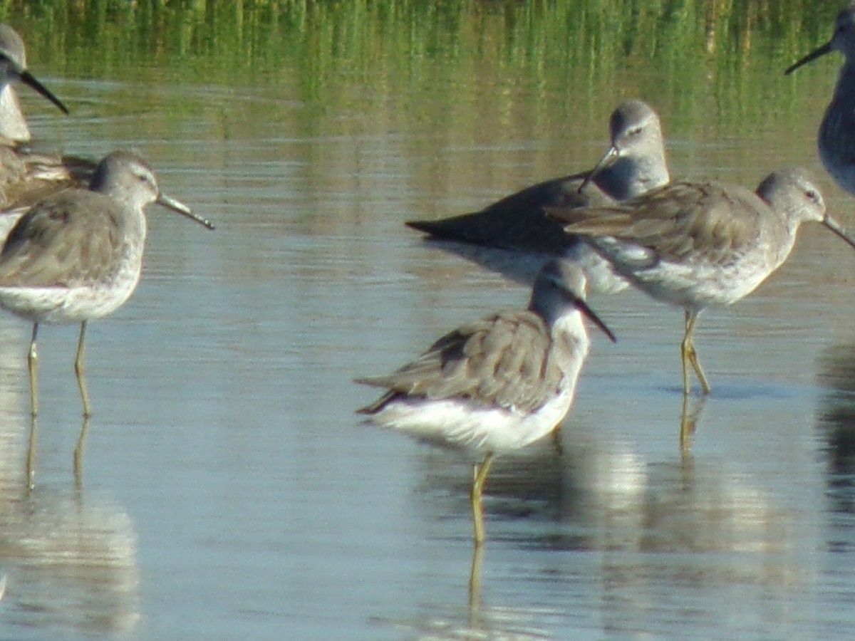 Stilt Sandpiper - ML644518486