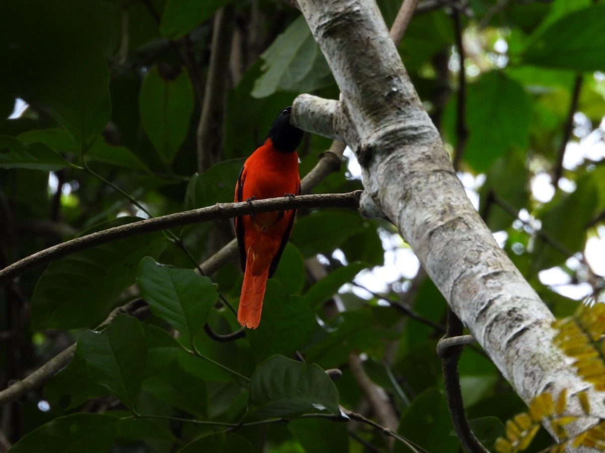 Minivet Escarlata - ML644518487