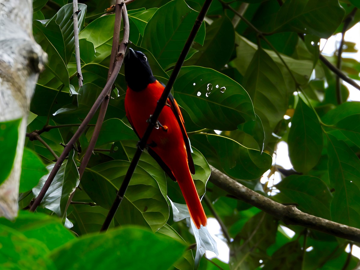 Minivet Escarlata - ML644518488