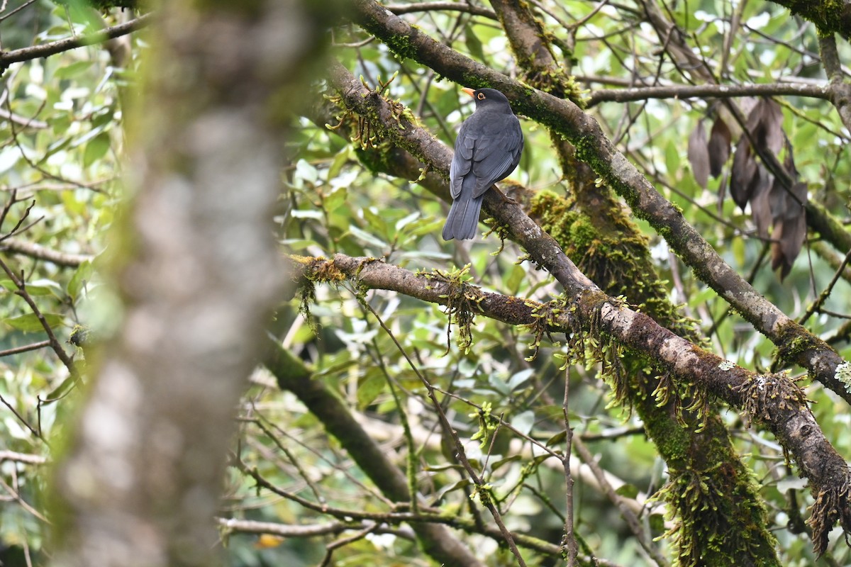 Indian Blackbird - ML644518494