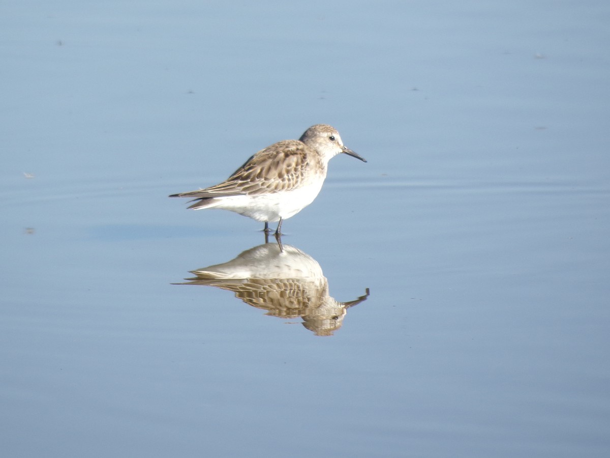 Gambecchio di Baird - ML644518500