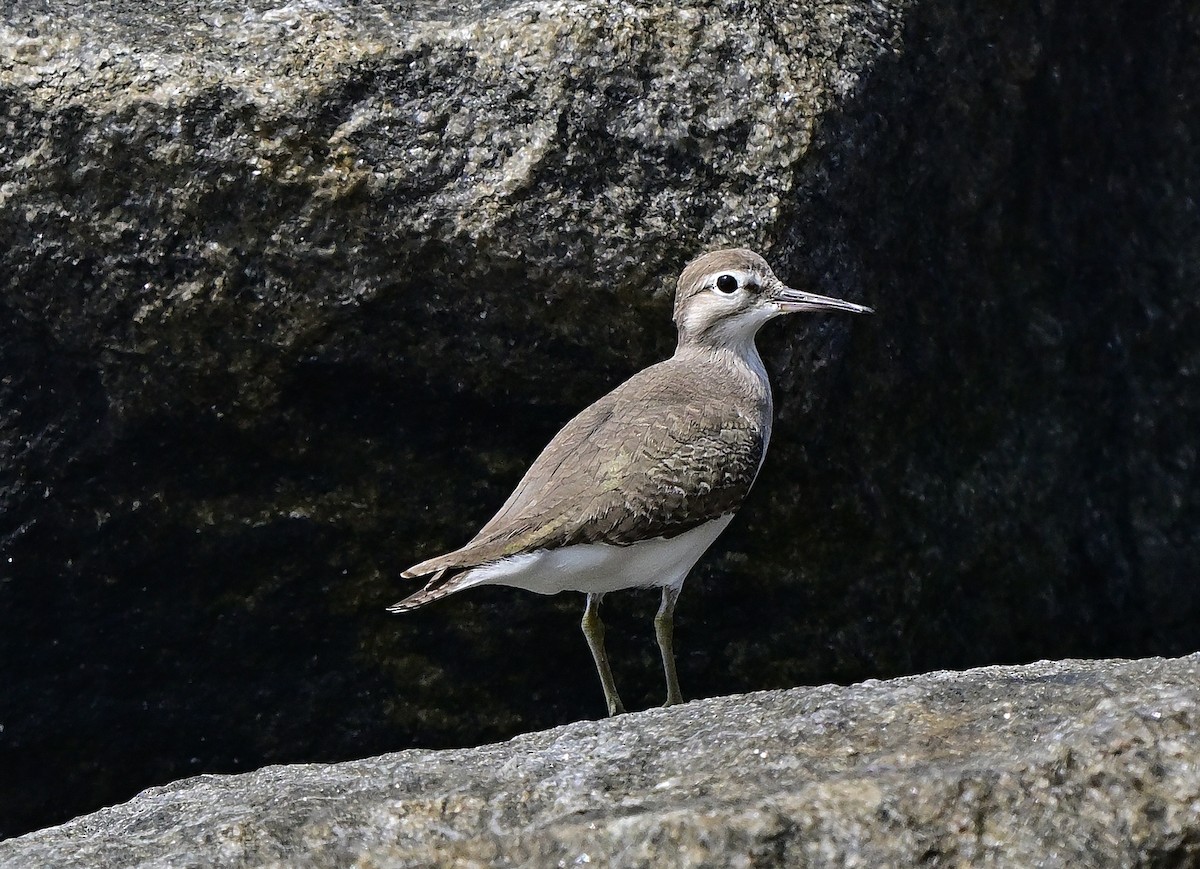 Dere Düdükçünü - ML644518503