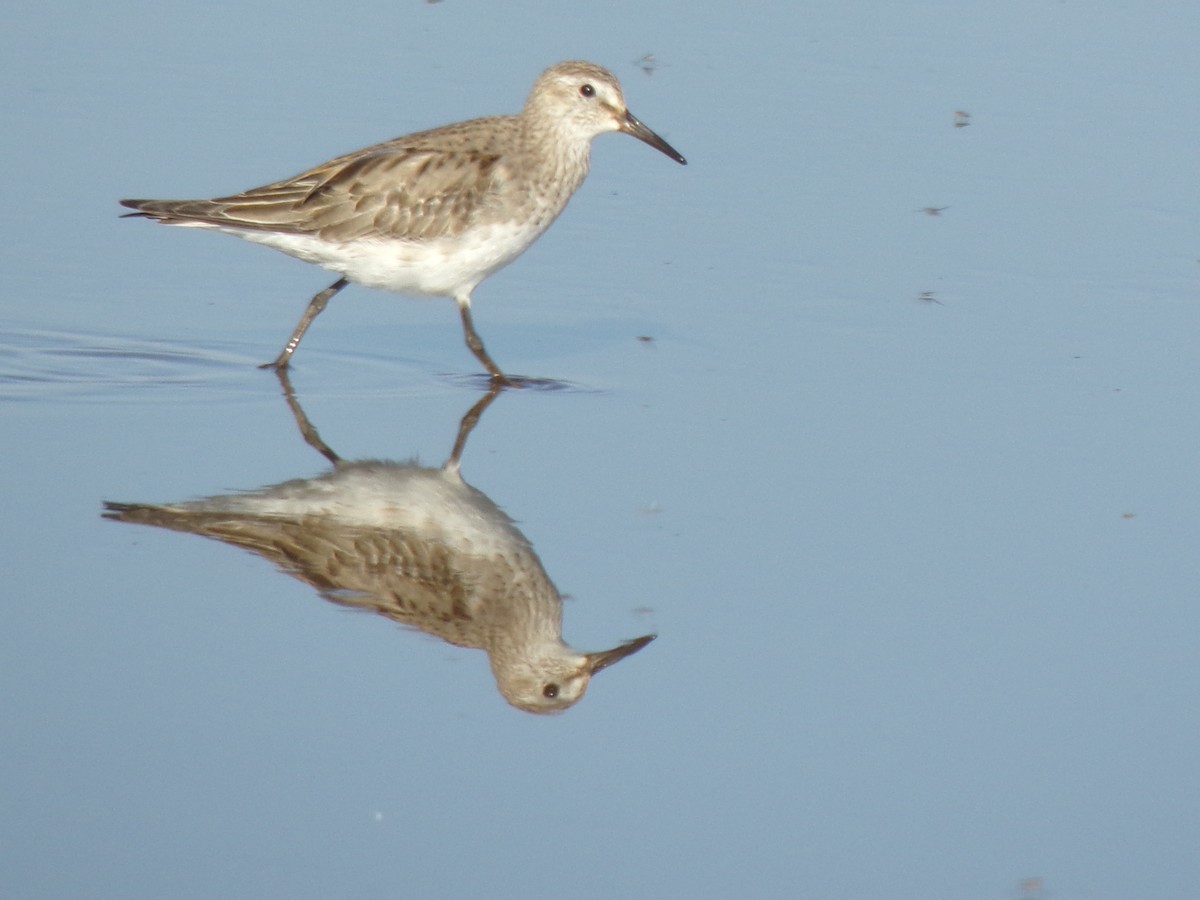 Gambecchio di Bonaparte - ML644518509