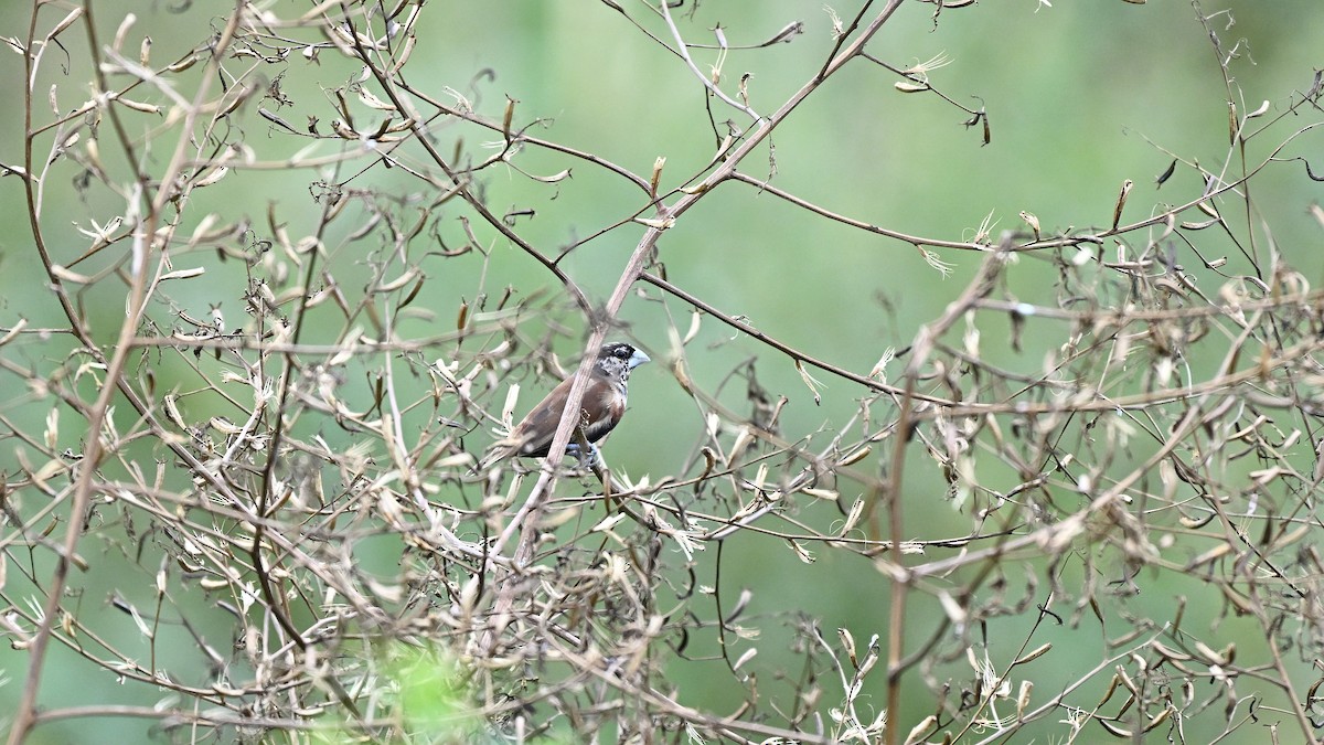 Chestnut Munia - ML644518512