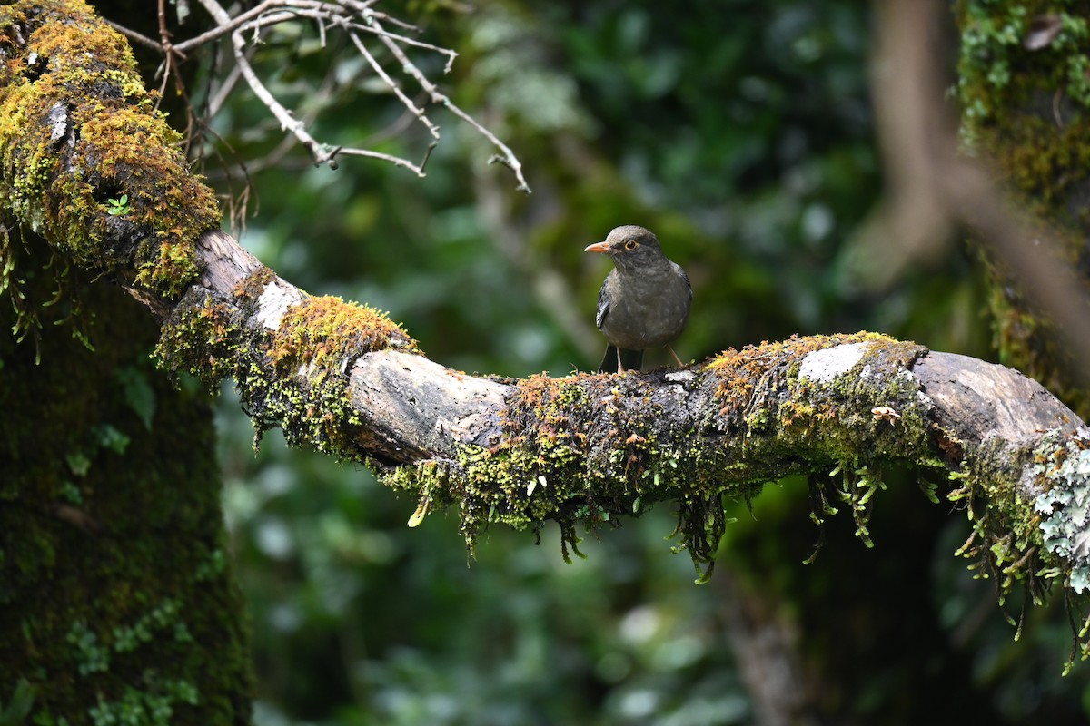 Indian Blackbird - ML644518524