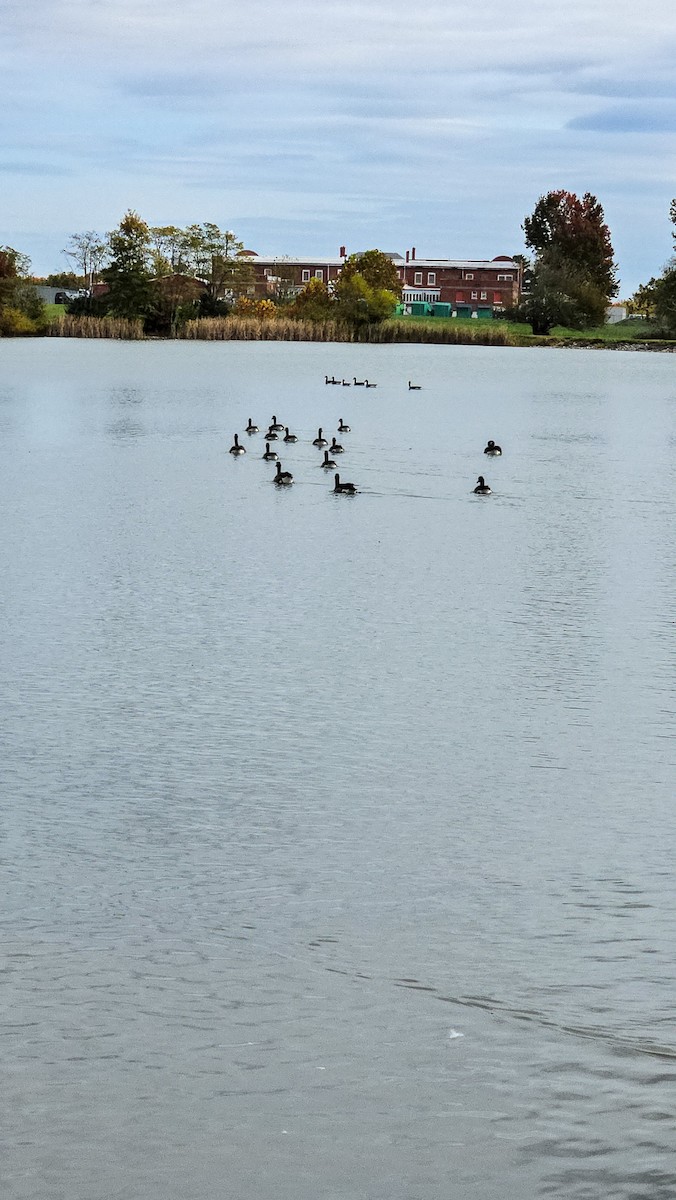 Канад галуу - ML644518525