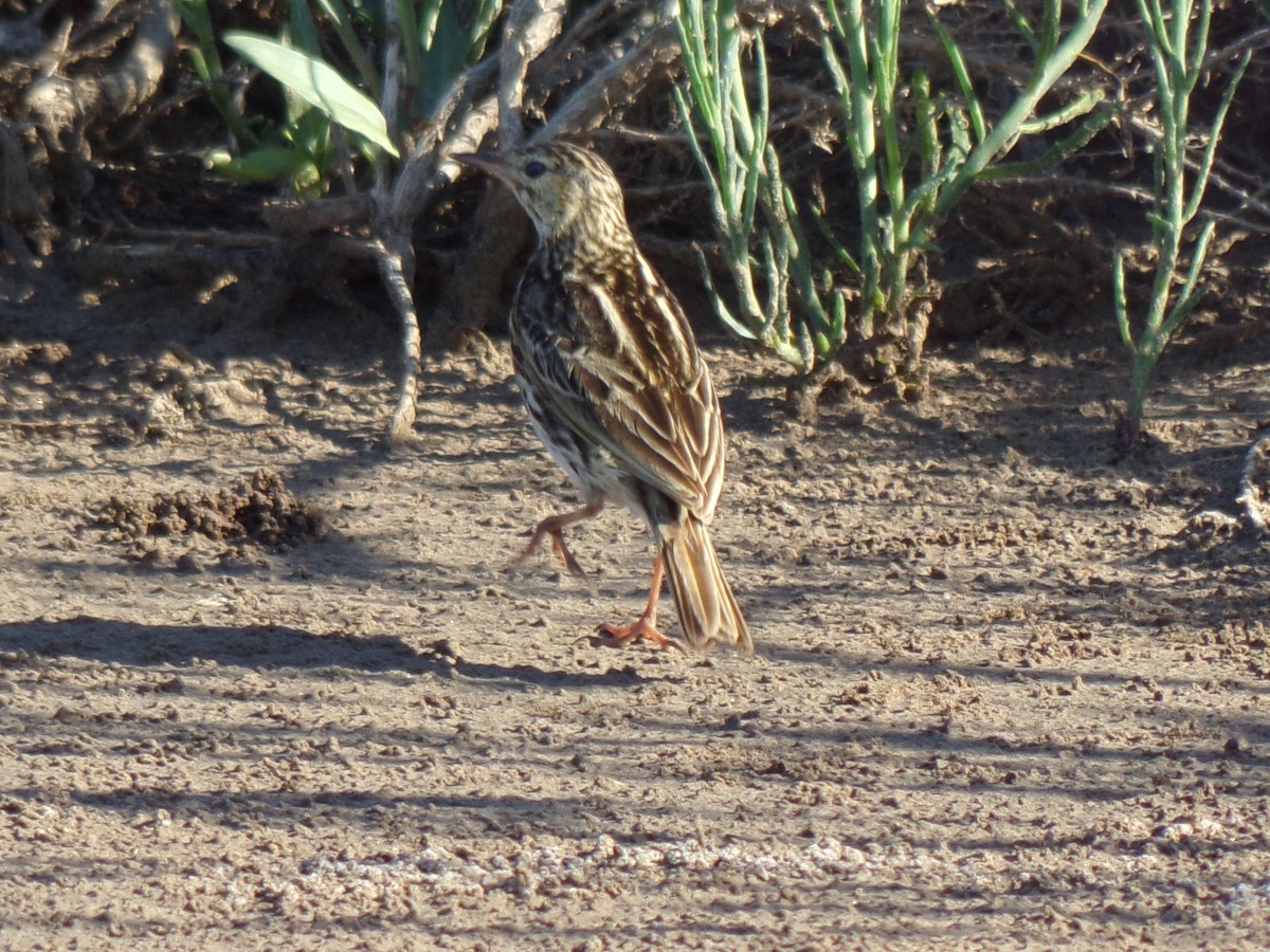 Correndera Pipit - ML644518527
