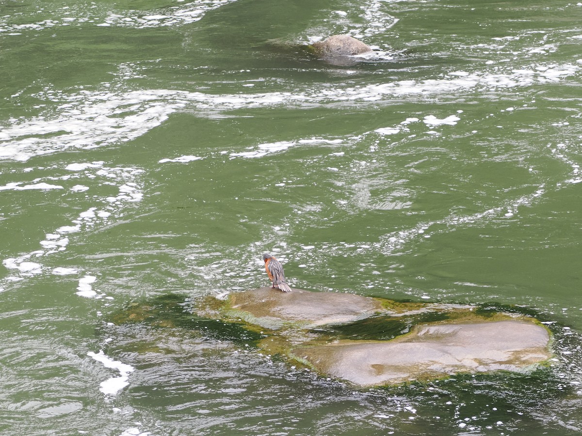 Torrent Duck - ML644518533