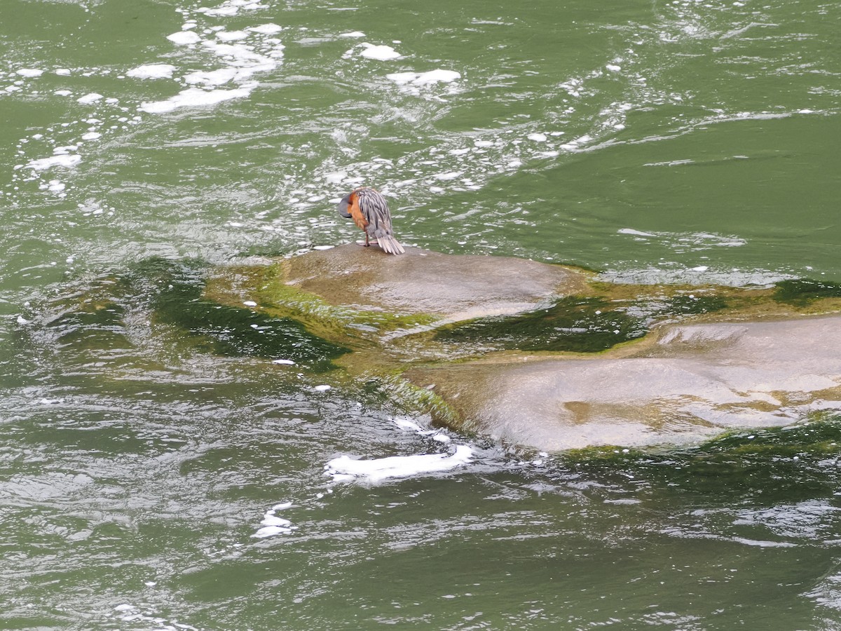 Torrent Duck - ML644518534