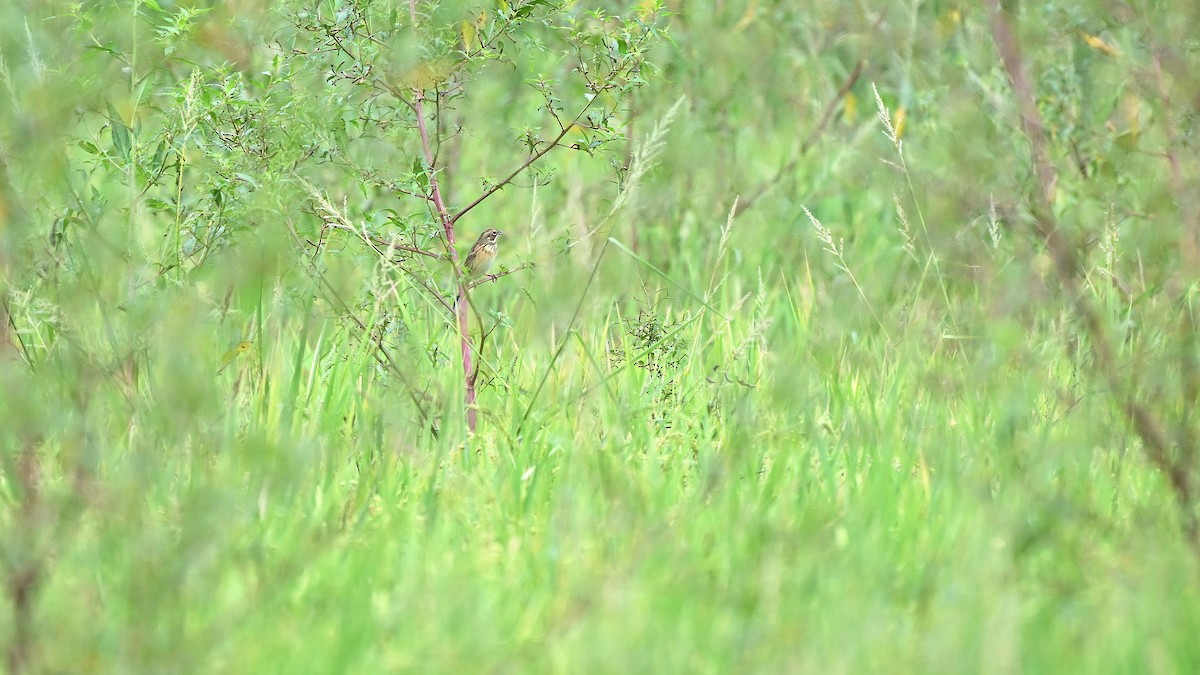 rødkinnspurv - ML644518539