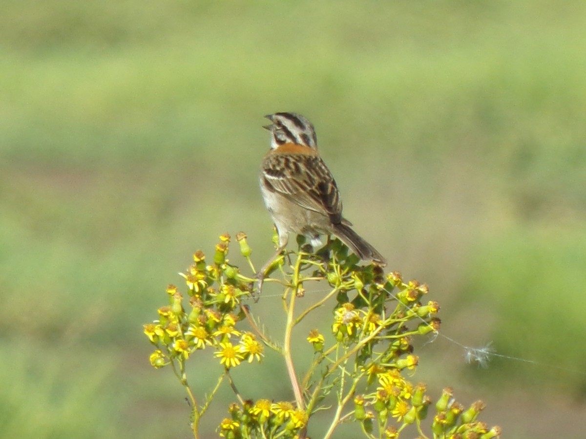 Rufous-collared Sparrow - ML644518540