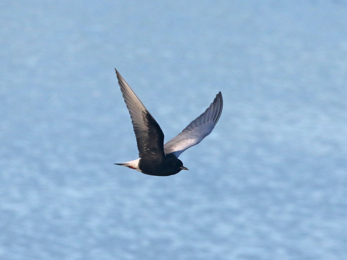 White-winged Tern - ML644518541