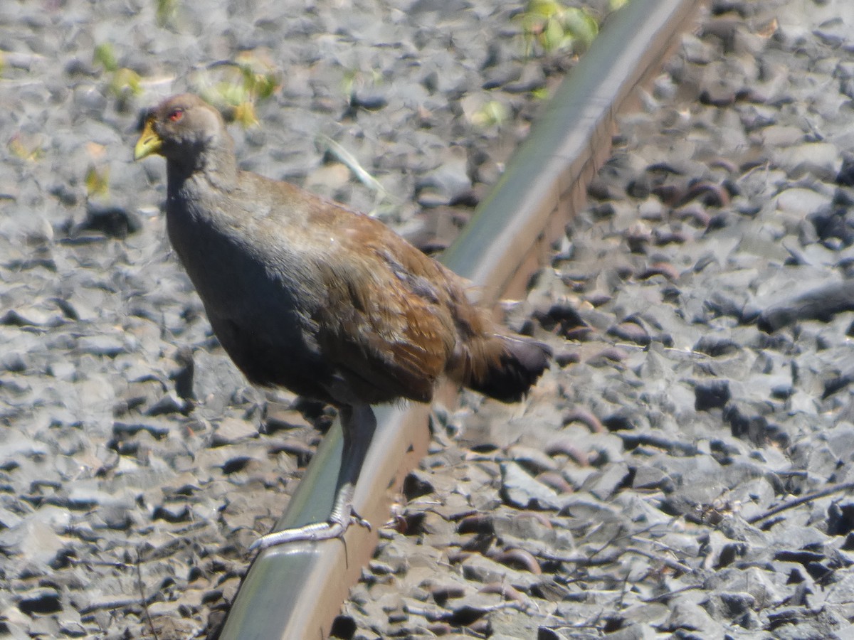 Tasmanian Nativehen - ML644518546
