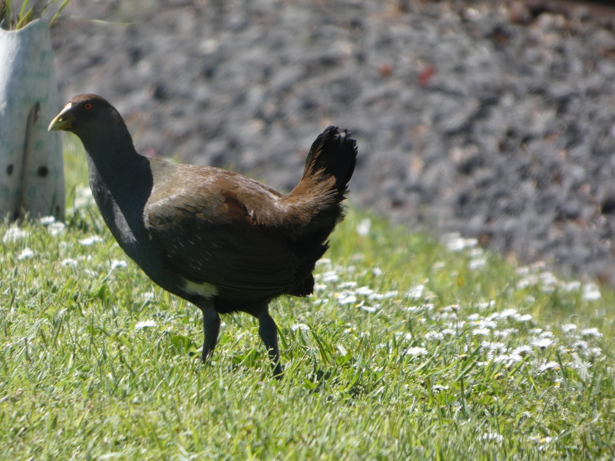 Tasmanian Nativehen - ML644518547