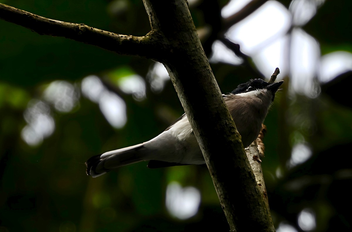 Bar-winged Flycatcher-shrike - ML644518549
