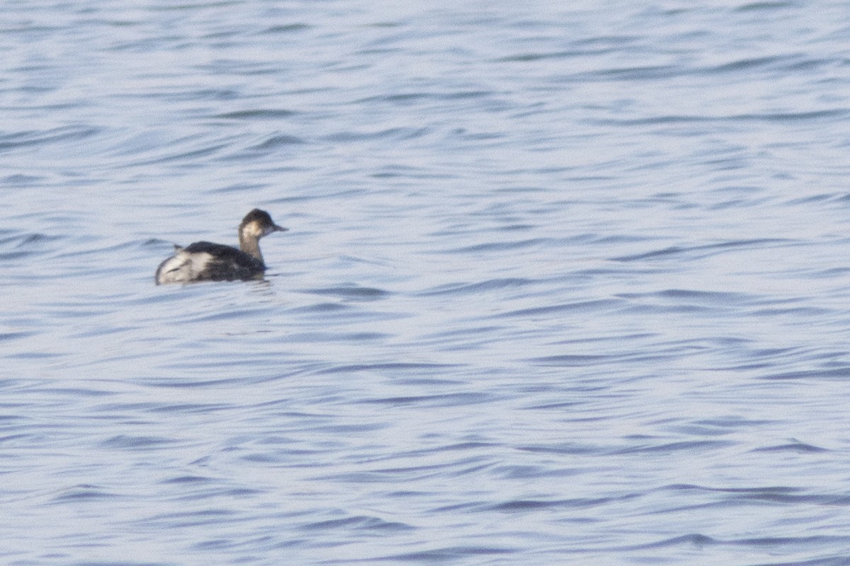 Eared Grebe - ML644518550
