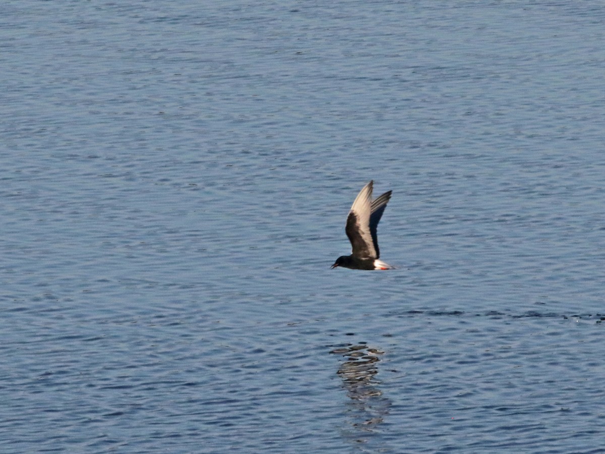 White-winged Tern - ML644518554
