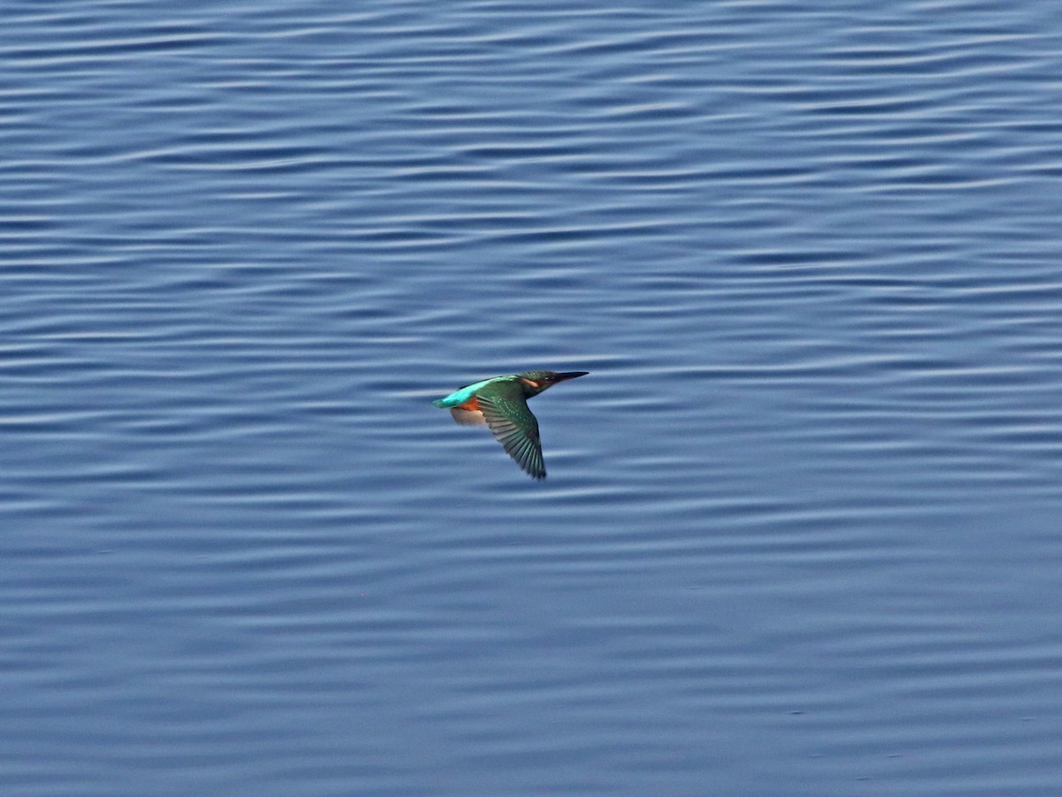 Common Kingfisher - ML644518557