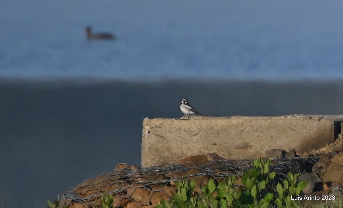 African Pied Wagtail - ML644518560