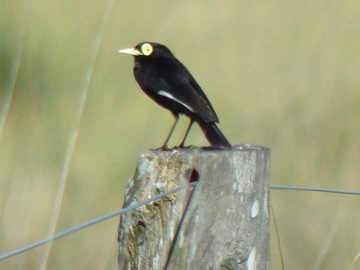Spectacled Tyrant - ML644518561