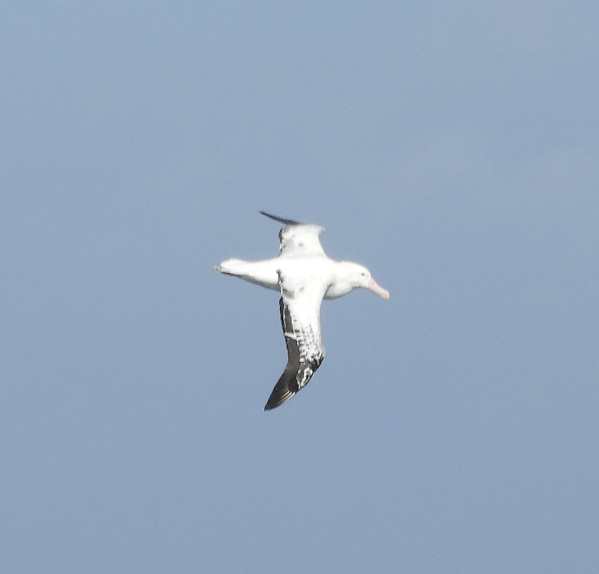 Snowy Albatross - ML644518566