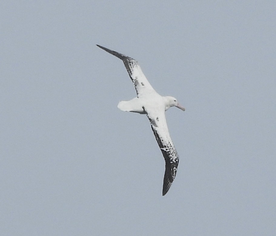 Snowy Albatross - ML644518567