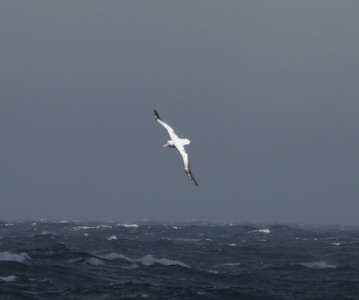 Snowy Albatross - ML644518568