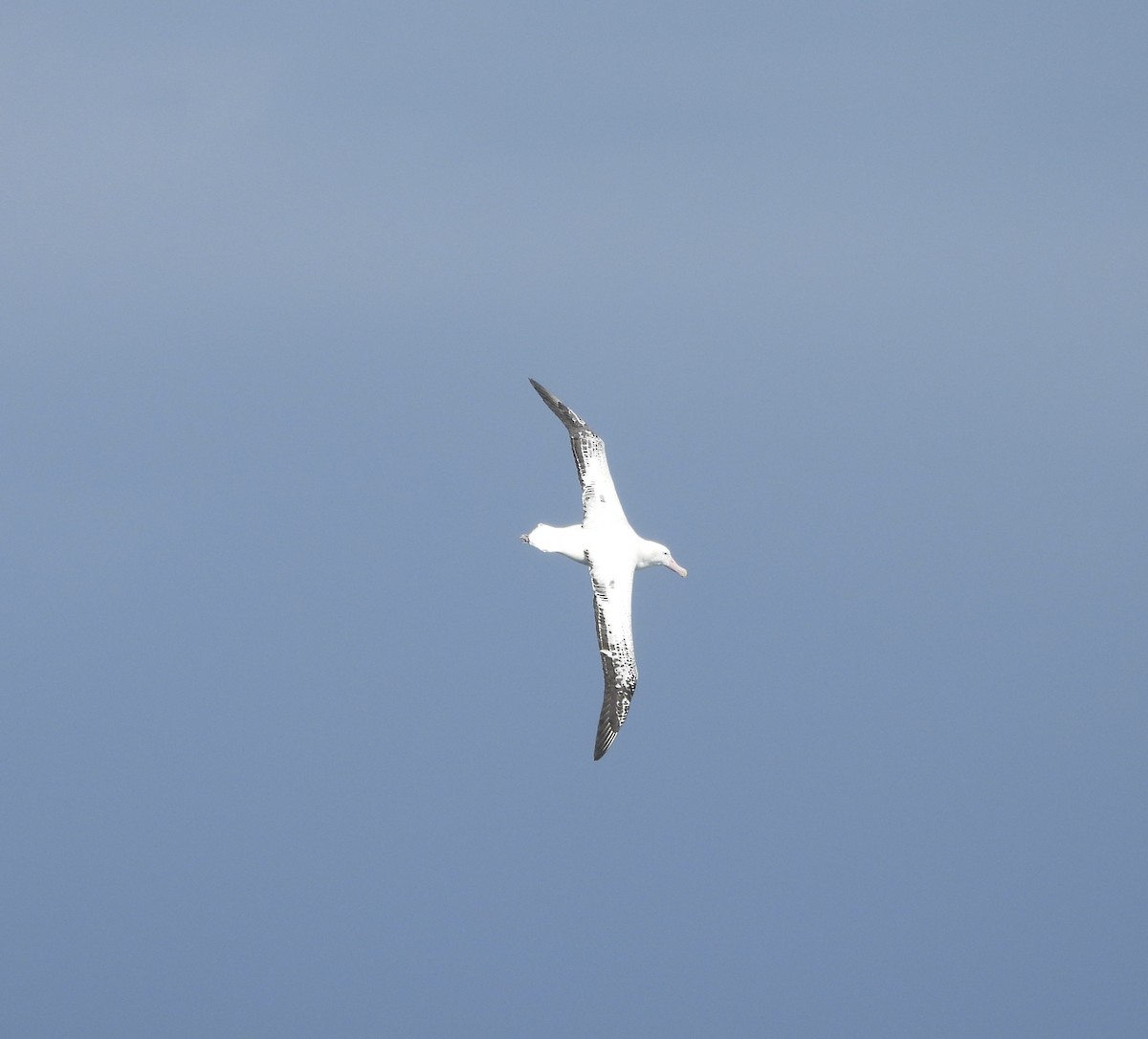 Snowy Albatross - ML644518569