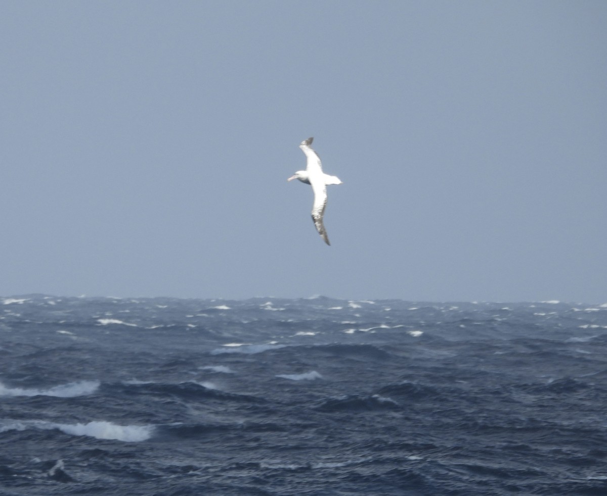 Snowy Albatross - ML644518570