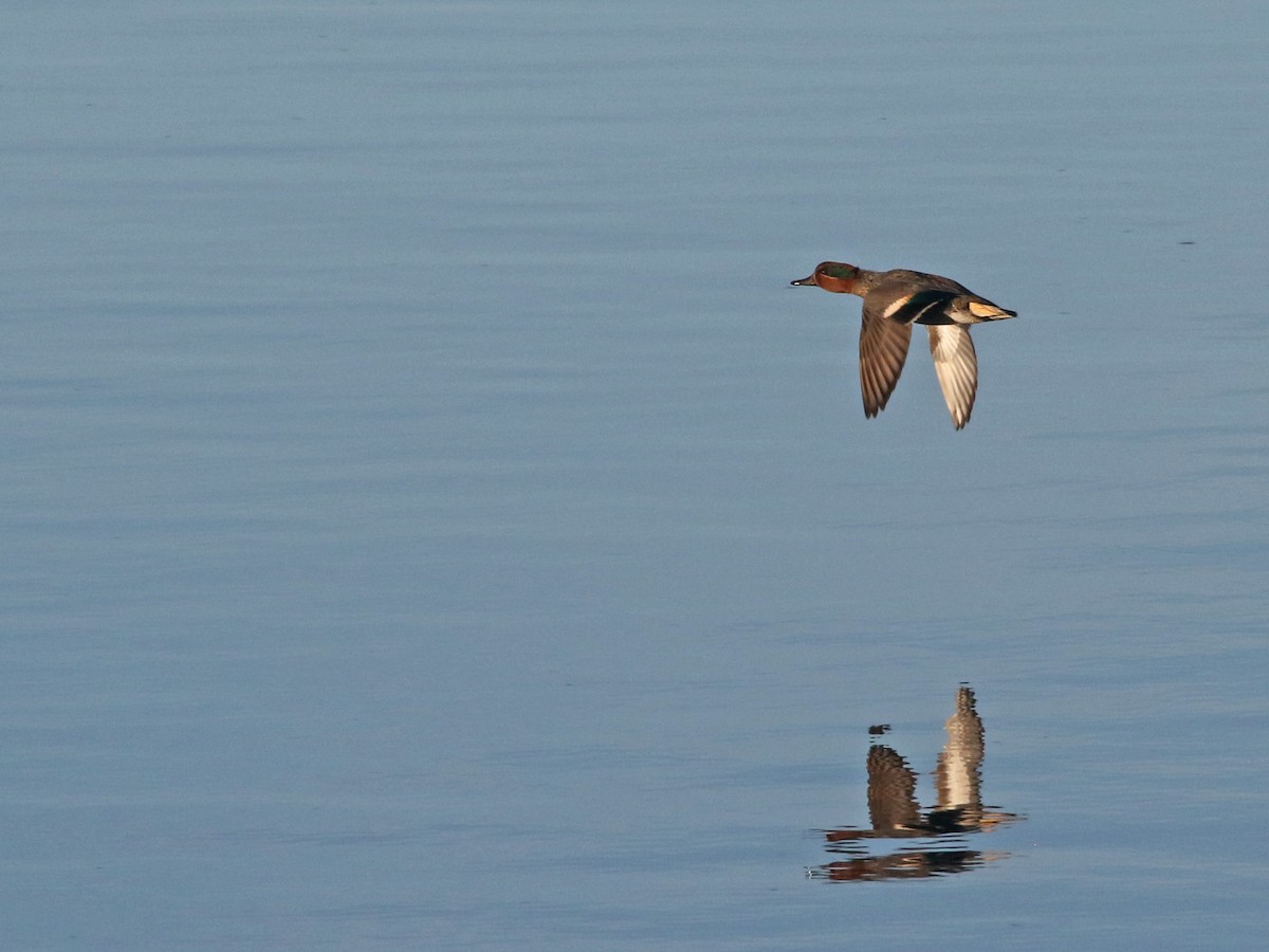 Green-winged Teal - ML644518572