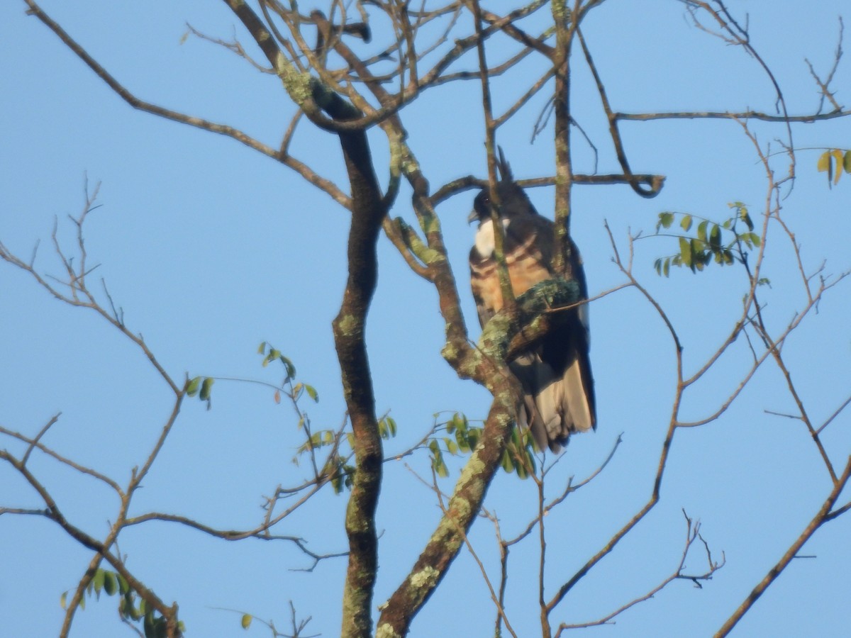 Шуляк чорний - ML644518577