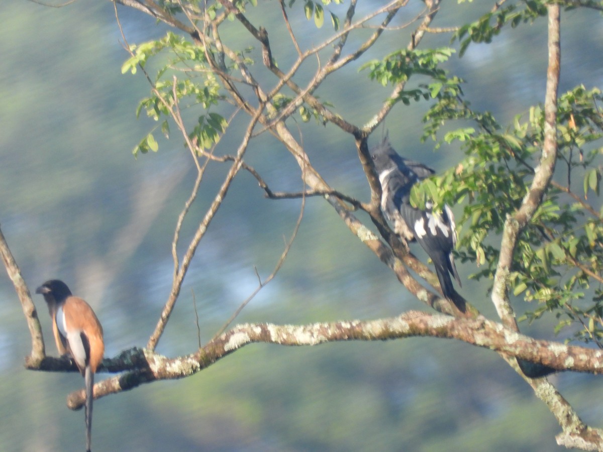 Шуляк чорний - ML644518578