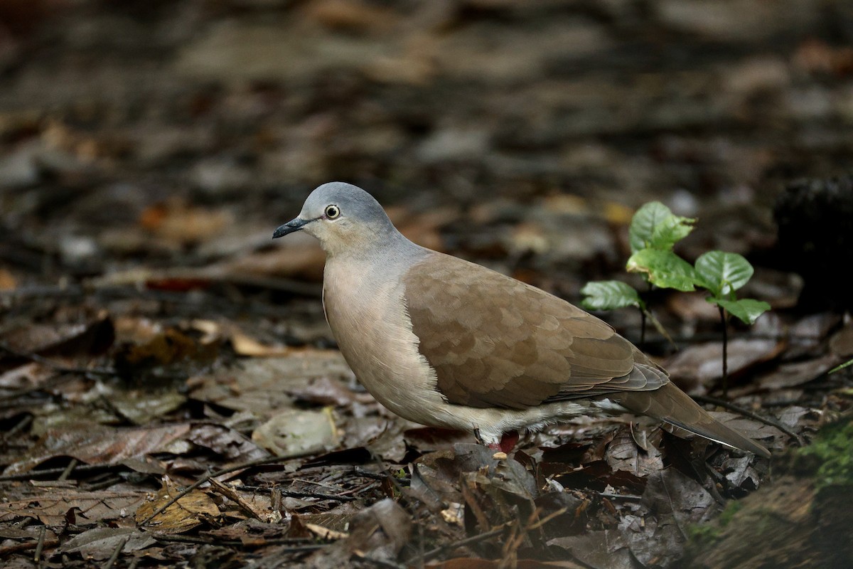 ハイガシラシャコバト - ML644518579