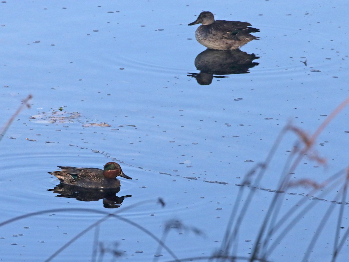 Green-winged Teal - ML644518580