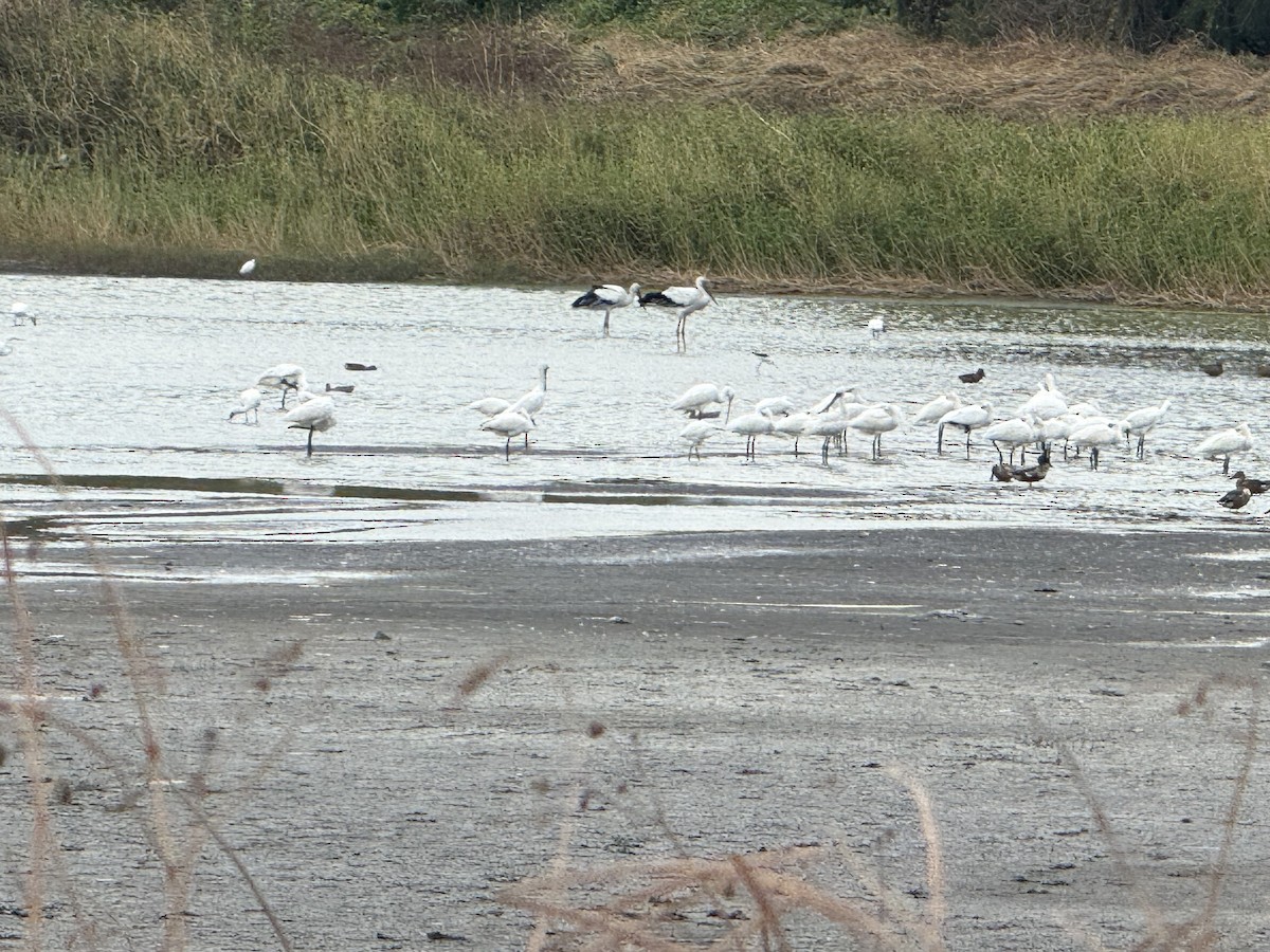 東方白鸛 - ML644518581