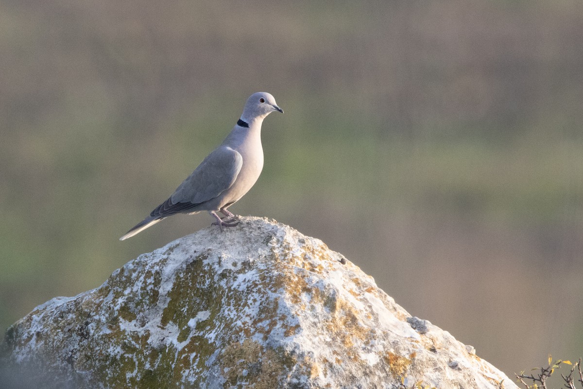 Eurasian Collared-Dove - ML644518584