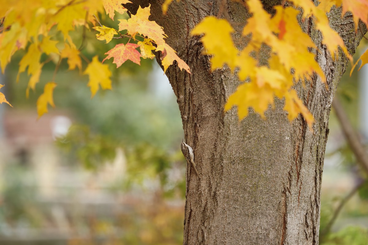 Brown Creeper - ML644518592