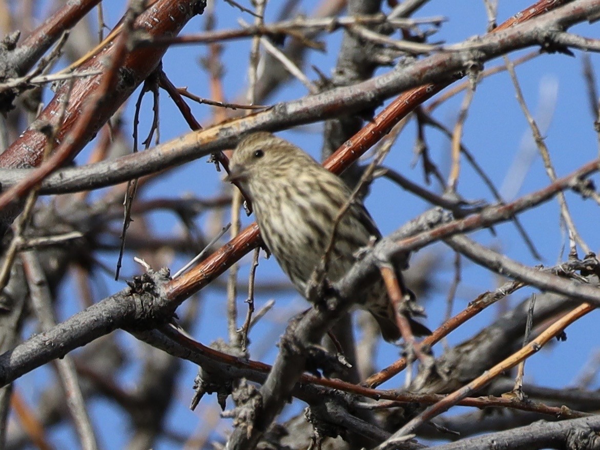 Pine Siskin - ML644518593