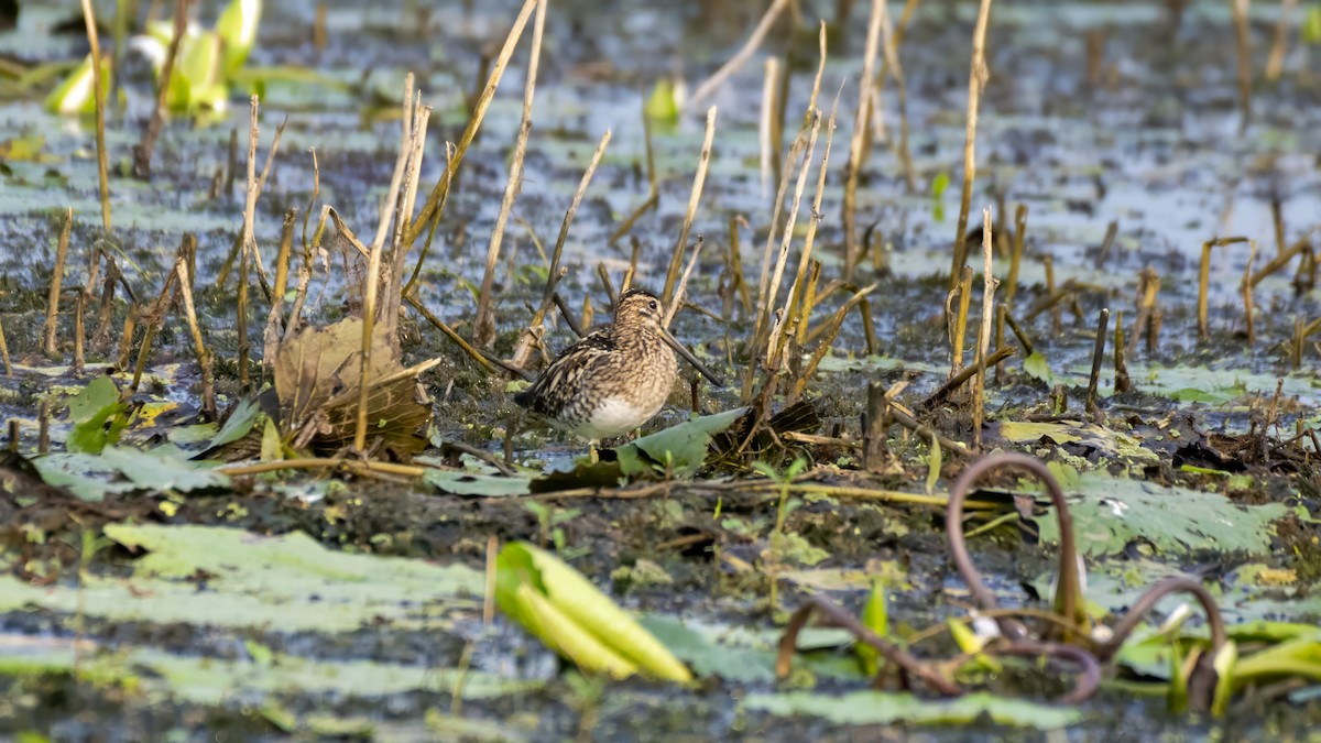 Шөвгөн хараалж - ML644518594
